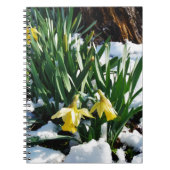 Gelbe Daffodien Blume im Schnee Notizblock (Vorderseite)