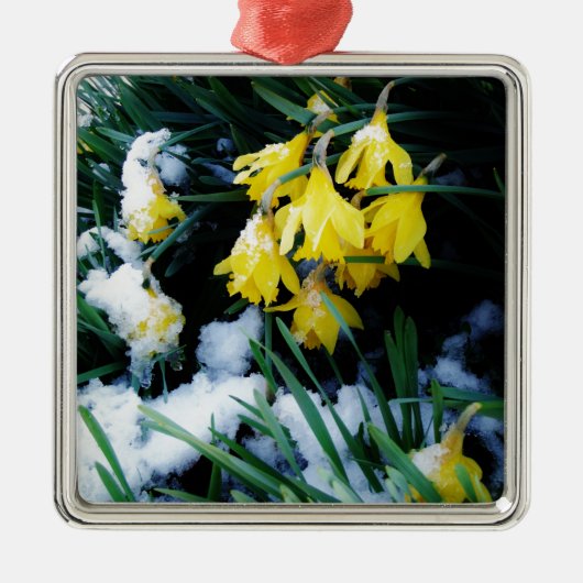 Gelbe Daffodien Blume im Schnee Ornament Aus Metall (Vorne)