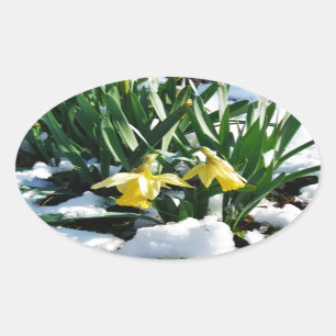 Gelbe Daffodien Blume im Schnee Ovaler Aufkleber