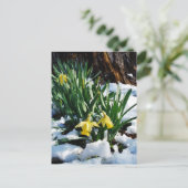 Gelbe Daffodien Blume im Schnee Postkarte (Stehend Vorderseite)