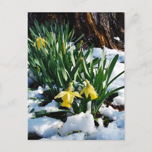 Gelbe Daffodien Blume im Schnee Postkarte (Vorderseite)