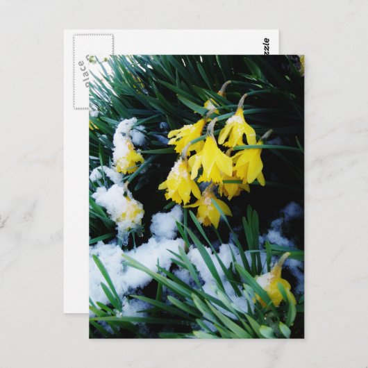 Gelbe Daffodien Blume im Schnee Postkarte (Vorne/Hinten)