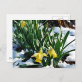 Gelbe Daffodien Blume im Schnee Postkarte (Vorne/Hinten)