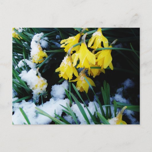 Gelbe Daffodien Blume im Schnee Postkarte (Vorderseite)
