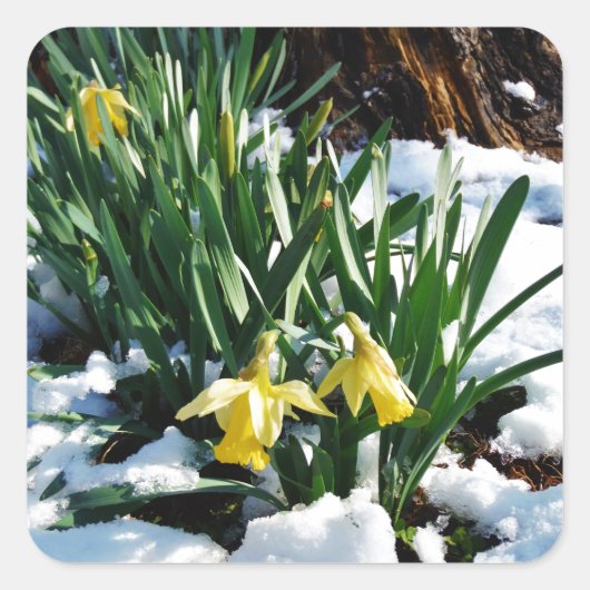 Gelbe Daffodien Blume im Schnee Quadratischer Aufkleber (Vorderseite)