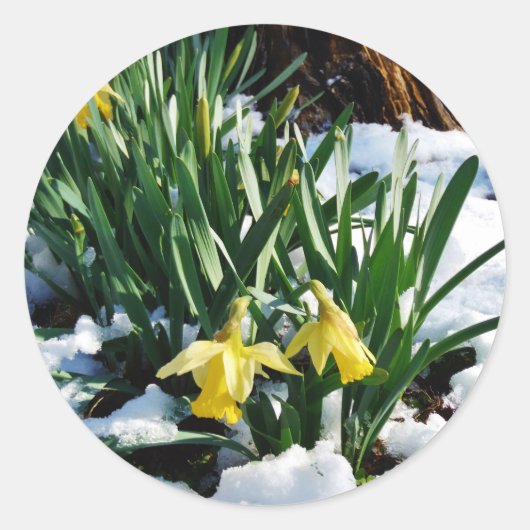 Gelbe Daffodien Blume im Schnee Runder Aufkleber (Vorderseite)