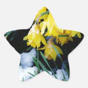 Gelbe Daffodien Blume im Schnee Stern-Aufkleber