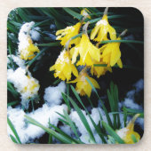Gelbe Daffodien Blume im Schnee Untersetzer (Vorderseite)
