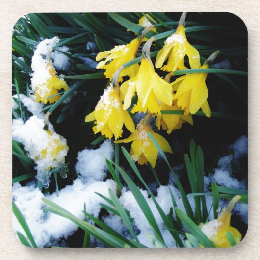 Gelbe Daffodien Blume im Schnee Untersetzer (Vorderseite)