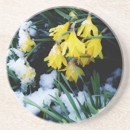 Gelbe Daffodien Blume im Schnee Untersetzer (Vorne)