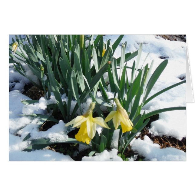 Gelbe Daffodien im Schnee (Vorderseite (Horizontal))
