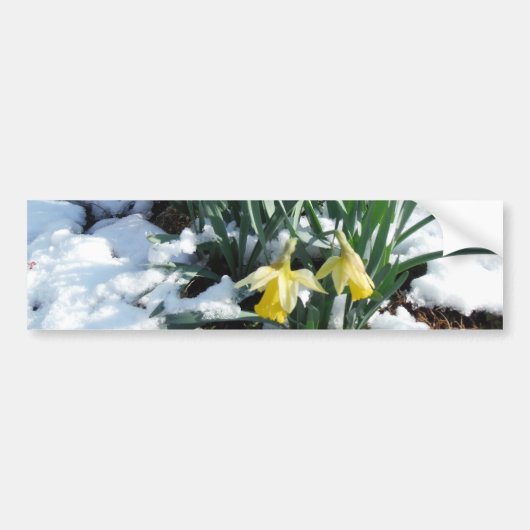 Gelbe Daffodien im Schnee Autoaufkleber (Vorne)