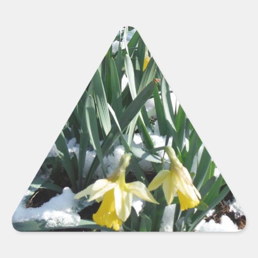 Gelbe Daffodien im Schnee Dreieckiger Aufkleber (Vorderseite)