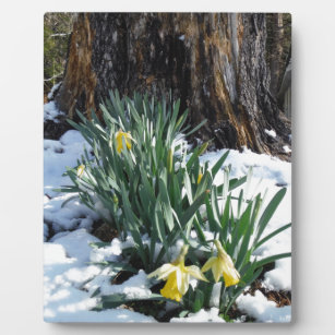 Gelbe Daffodien im Schnee Fotoplatte