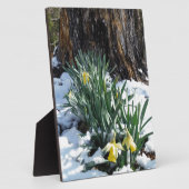 Gelbe Daffodien im Schnee Fotoplatte (Seite)