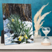 Gelbe Daffodien im Schnee Fotoplatte (Seite)