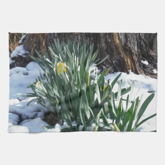 Gelbe Daffodien im Schnee Geschirrtuch (Horizontal)