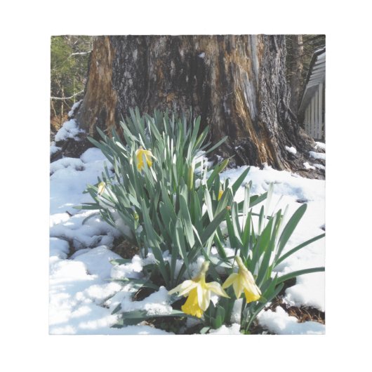 Gelbe Daffodien im Schnee Notizblock (Vorderseite)