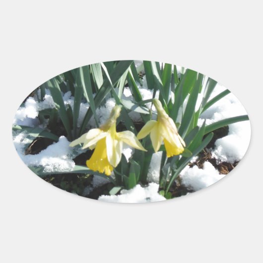 Gelbe Daffodien im Schnee Ovaler Aufkleber (Vorderseite)