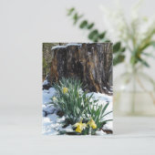 Gelbe Daffodien im Schnee Postkarte (Stehend Vorderseite)