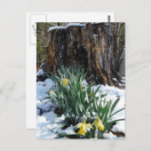 Gelbe Daffodien im Schnee Postkarte (Vorne/Hinten)