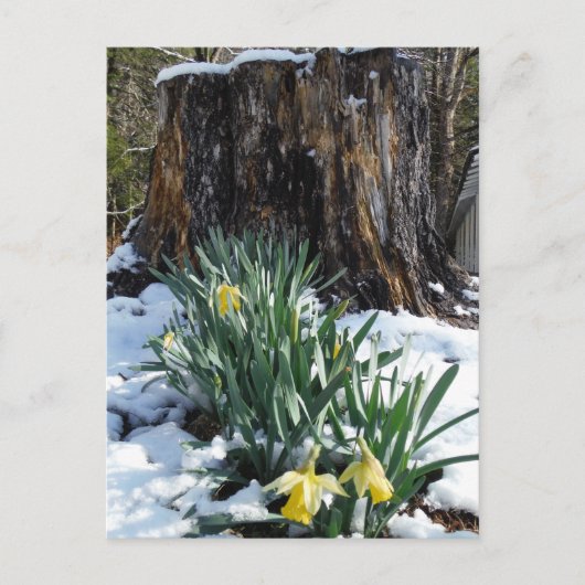Gelbe Daffodien im Schnee Postkarte (Vorderseite)