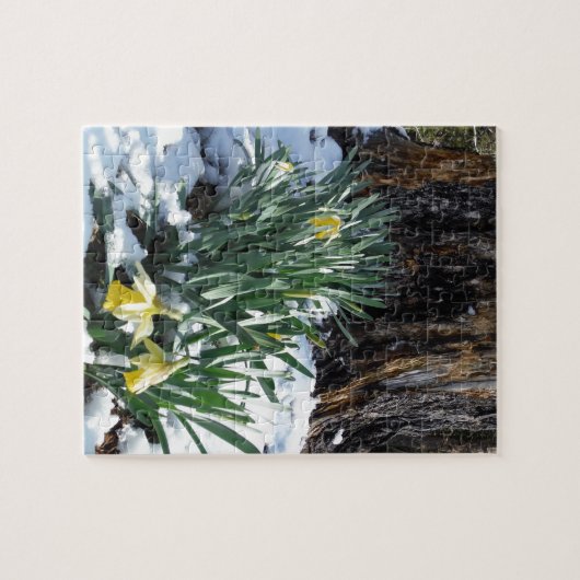 Gelbe Daffodien im Schnee Puzzle (Horizontal)