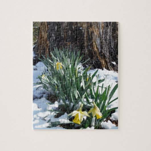 Gelbe Daffodien im Schnee Puzzle (Vertikal)