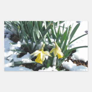 Gelbe Daffodien im Schnee Rechteckiger Aufkleber