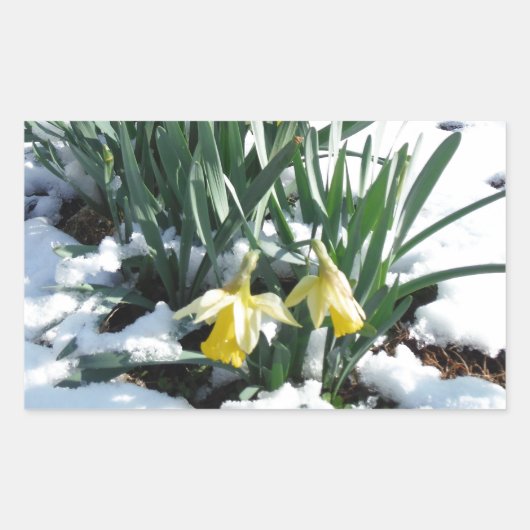 Gelbe Daffodien im Schnee Rechteckiger Aufkleber (Vorderseite)