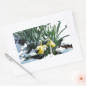 Gelbe Daffodien im Schnee Rechteckiger Aufkleber (Umschlag)
