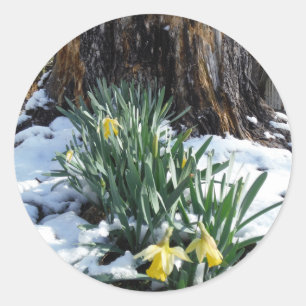 Gelbe Daffodien im Schnee Runder Aufkleber
