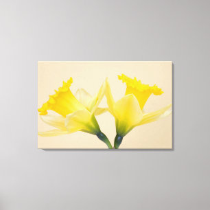Gelbe Daffodien Leinwanddruck