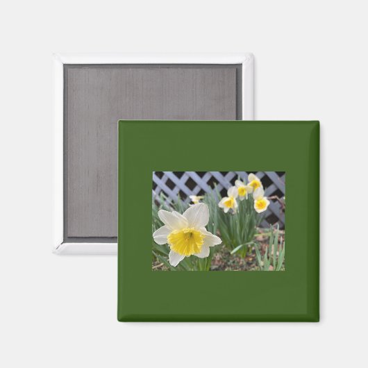 Gelbe Daffodien Magnet (Vorderseite/Rückseite)