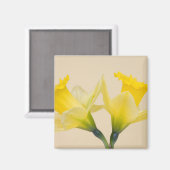 Gelbe Daffodien Magnet (Vorderseite/Rückseite)