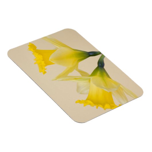 Gelbe Daffodien Magnet (Rechte Seite)