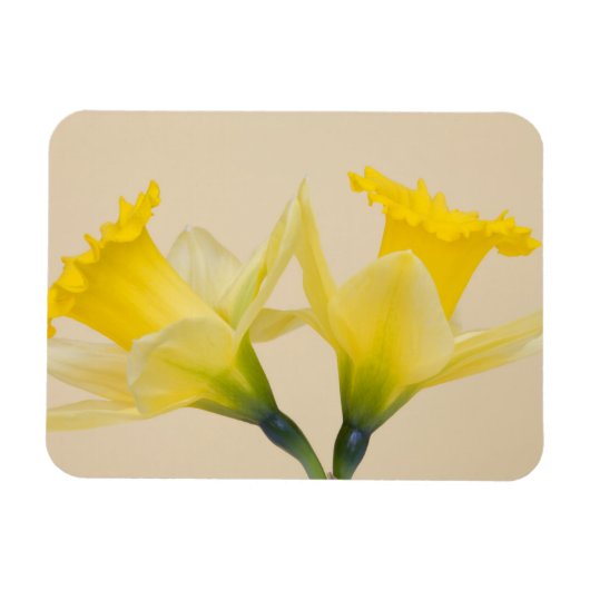 Gelbe Daffodien Magnet (Horizontal)
