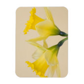 Gelbe Daffodien Magnet (Vertikal)