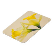 Gelbe Daffodien Magnet (Linke Seite)