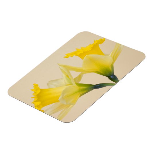 Gelbe Daffodien Magnet (Linke Seite)