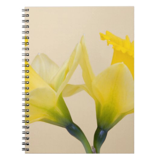 Gelbe Daffodien Notizblock (Vorderseite)