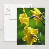 Gelbe Daffodien Postkarte (Vorne/Hinten)