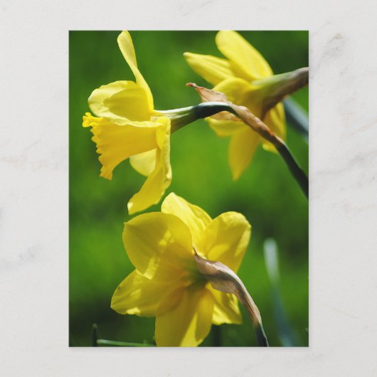 Gelbe Daffodien Postkarte (Vorderseite)