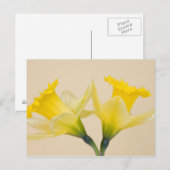 Gelbe Daffodien Postkarte (Vorne/Hinten)