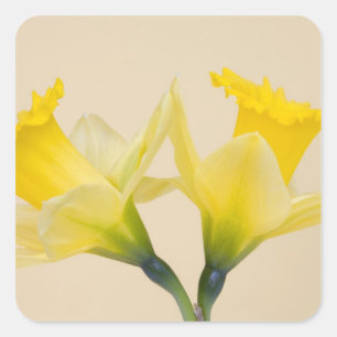 Gelbe Daffodien Quadratischer Aufkleber