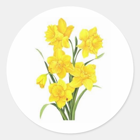 Gelbe Daffodien Runder Aufkleber (Vorderseite)