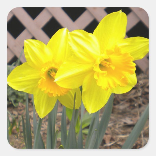 Gelbe Daffodien Sticker (Vorderseite)