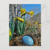 Gelbe Daffodien und blaues Ei im Nest Postkarte (Vorderseite)