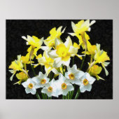 Gelbe Daffodien und weiße Narcissi auf Grau Poster (Vorne)
