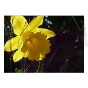 Gelbe Daffodil-Blume im Sonnenlicht